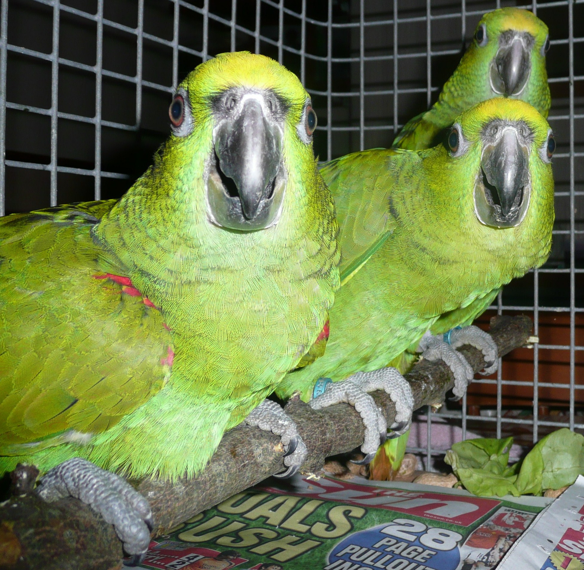 BREEDS NEEDS AMAZONS